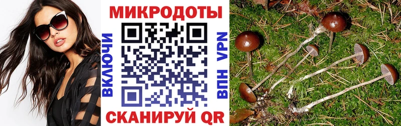 купить наркотики сайты  Ефремов  Галлюциногенные грибы Psilocybine cubensis 